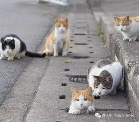 吃瓜娱乐酱流浪猫,吃瓜娱乐酱的温馨守护之旅